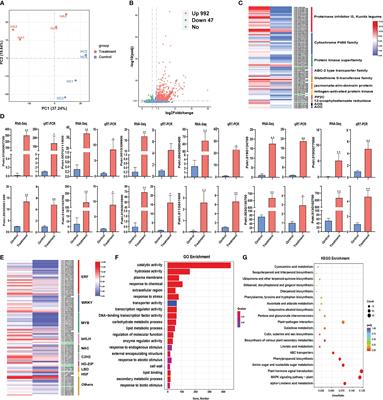 Multi-omics analysis of Populus simonii × P. nigra leaves under Hyphantria cunea stress